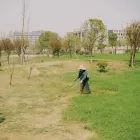 Chain Saws