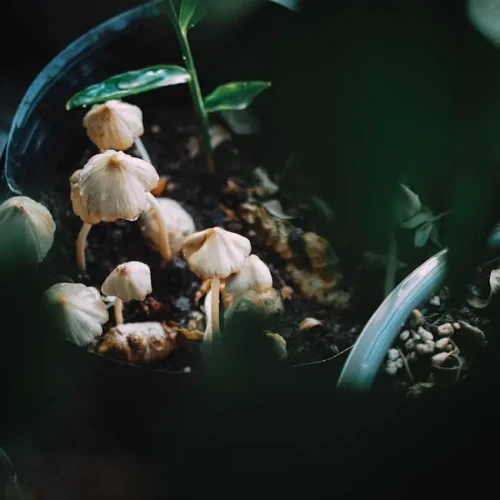 Multi-Purpose Compost (50L)