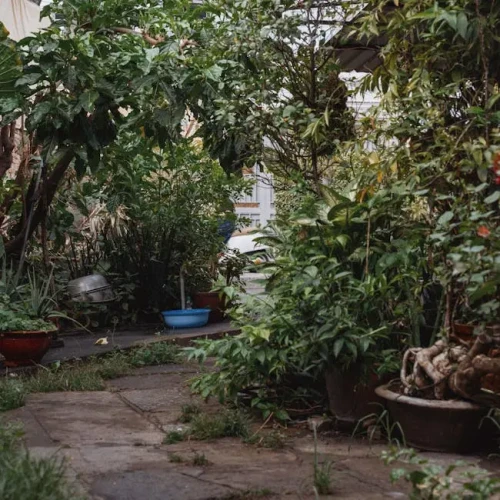 Lawn Edger (Electric)